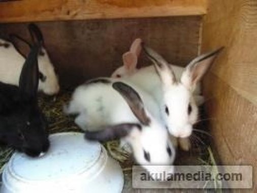 Пухнаста радість від Дендропарку: кролики!