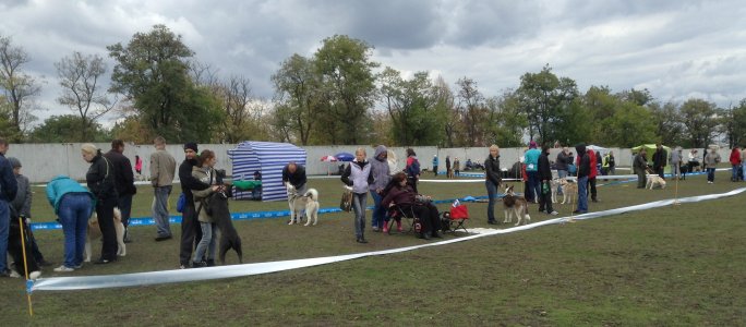 Выставка собак прошла в Кировограде