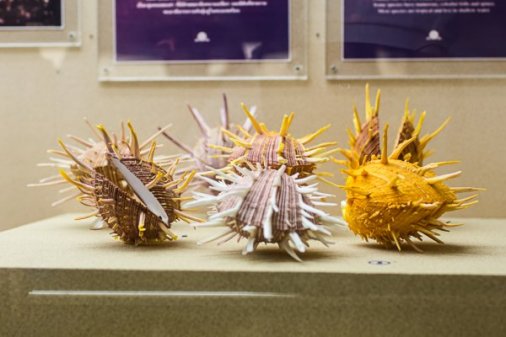 Музей морских раковин