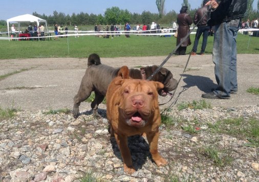 Господарі породистих собак з усієї країни відзначили День перемоги у Кіровограді