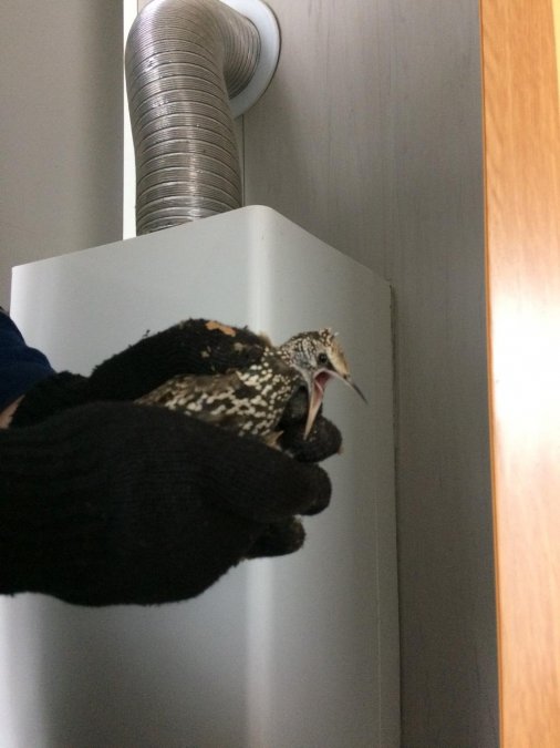 Бійці врятували птаха, який потрапив у димохід житлового будинку