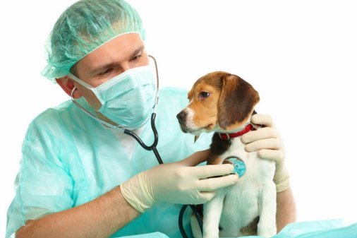 ​На Кіровоградщині потрібні 10 лікарів ветеринарної медицини